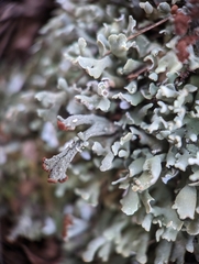 Cladonia subcariosa