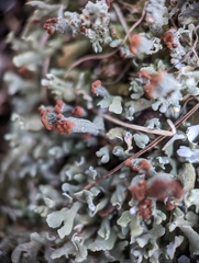 Cladonia subcariosa