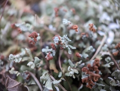 Cladonia subcariosa