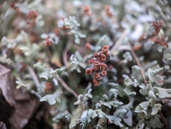 Cladonia subcariosa