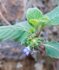 Coccocypselum lanceolatum