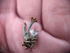 Cladonia subcariosa