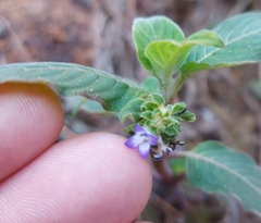 Coccocypselum lanceolatum