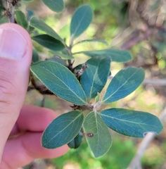 Arctostaphylos tomentosa
