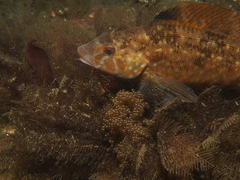 Hexagrammos stelleri