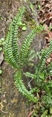 Adiantum hispidulum