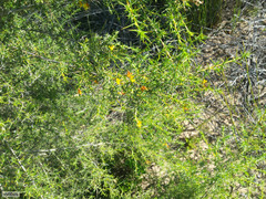 Aspalathus vulnerans