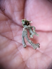 Cladonia subcariosa