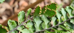 Adiantum hispidulum