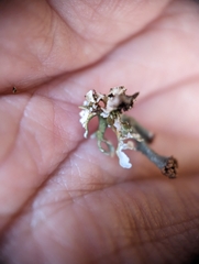 Cladonia subcariosa