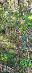 Arctostaphylos tomentosa
