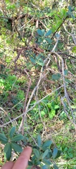 Arctostaphylos tomentosa