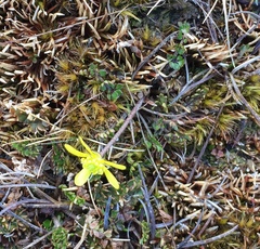 Ranunculus gracilipes