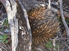 Tachyglossus aculeatus acanthion