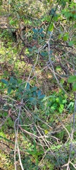 Arctostaphylos tomentosa