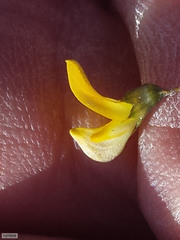 Aspalathus vulnerans