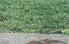 Junco hyemalis hyemalis