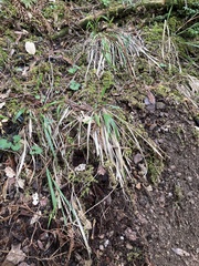 Anthoxanthum occidentale