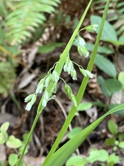 Anthoxanthum occidentale