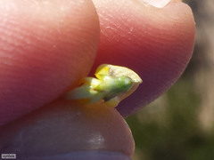 Aspalathus vulnerans