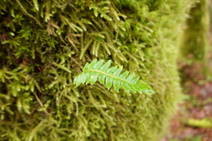 Polypodium glycyrrhiza