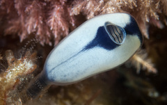 Clavelina ostrearium