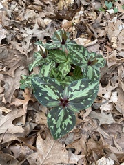 Trillium ludovicianum