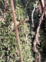 Toxicodendron diversilobum