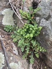 Asplenium subglandulosum