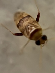 Dagbertus
