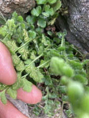 Asplenium subglandulosum