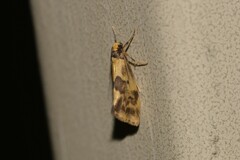 Philenora pteridopola