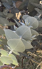 Eucalyptus gillii