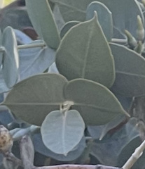 Eucalyptus gillii
