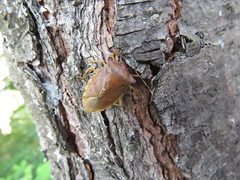 Pentatoma semiannulata
