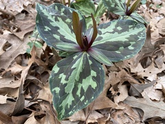Trillium ludovicianum
