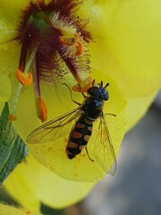 Melangyna viridiceps