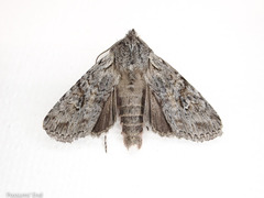 Physetica longstaffi