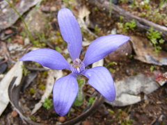 Cyanicula gemmata
