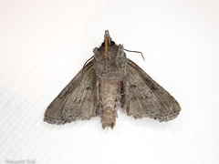 Physetica longstaffi