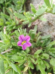 Calibrachoa parviflora