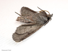 Physetica longstaffi