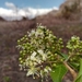 Lawsonia alba - Photo (c) Rahaingoson Fabien, algunos derechos reservados (CC BY-NC), subido por Rahaingoson Fabien