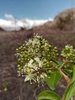 Lawsonia alba - Photo (c) Rahaingoson Fabien, some rights reserved (CC BY-NC), uploaded by Rahaingoson Fabien
