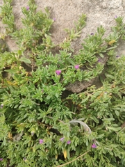 Calibrachoa parviflora