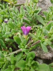Calibrachoa parviflora
