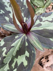 Trillium ludovicianum
