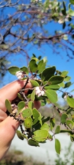 Arctostaphylos hookeri hookeri