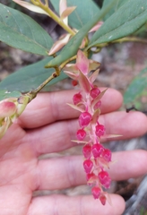Gaultheria erecta