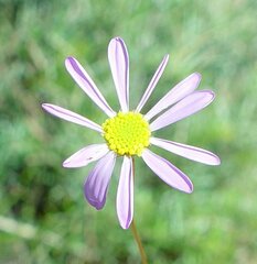 Brachyscome iberidifolia